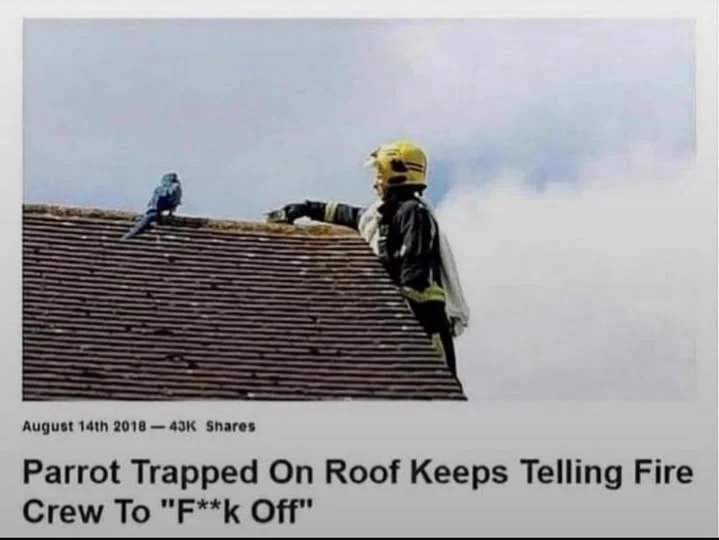 "Why This Parrot Meme Perfectly Explains 2025's Social Media Chaos" 1 491204972 1195397275317173 6962971985260353120 n