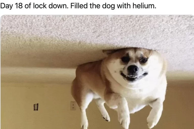 😂 Classic COVID-19 Memes That Hit Too Close to Home